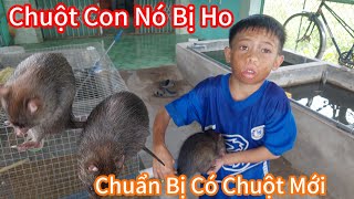 Bé Huy Đón Tin Vui Tình Hình Bầy Chuột Cũ Đã Đi Gần Hết [upl. by Neukam]