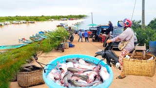 ទឹកទន្លេសាប ឡើងលឿនបាត់ត្រីធំៗអស់  Freshwater Fish Market KH Ep 432 [upl. by Ahsilem]