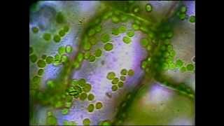 Plant cells and chloroplasts [upl. by Roda]