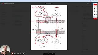 MCAT Question of the Day The Carnitine Shuttle Fatty Acid Oxidation [upl. by Racso50]