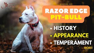 All About Razor Edge Pitbull History Appearance Temperament and More [upl. by Gensler835]