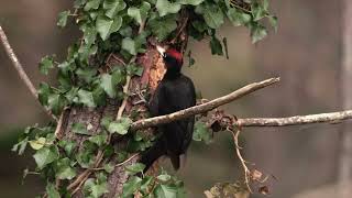 LIFE Biocorridors  DOCUMENTAIRE  RBT Vosges du Nord Pfälzerwald  Une nature sans frontière [upl. by Ffej]