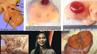 VET ENDO  Corpus Luteum CL Formation amp Regression  Student Output [upl. by Iana]