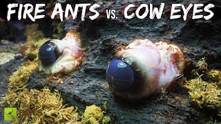 I Fed COW EYES to My FIRE ANTS [upl. by Assil]