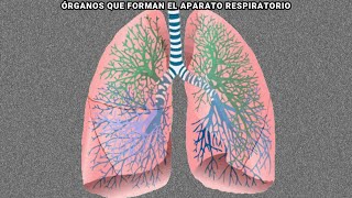 🫁💨El Cuerpo Humano El Sistema Respiratorio Sus Partes y Proceso de Respiración🌬️🫁 [upl. by Telrahc271]