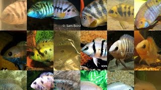 Discussing the reclassification of the quotConvict cichlid complexquot [upl. by Einnok471]