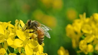 Api limpollinazione  bees pollination Macro 1080p 60 fps Nikon 1 J2 [upl. by Aylad]