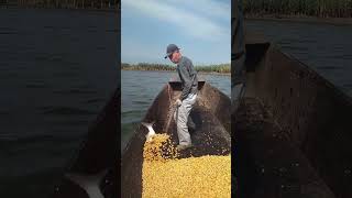 The process of feeding corn to lake fish [upl. by Alethea]