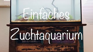 Zuchtaquarium ganz einfach aquaristik [upl. by Lorain]