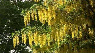 Poison Golden Chain Tree Laburnum Бобовник ядовит 537sp [upl. by Leona]