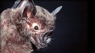 How do Bats Hunt Their Prey Top Bat  BBC Earth [upl. by Rases]