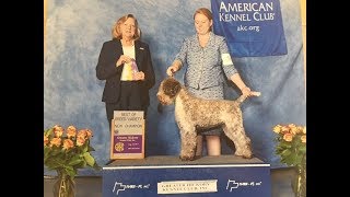 Grooming the Lagotto Puppy [upl. by Tod]