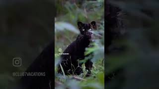 quotBagheera The Majestic Shadow of Pench 🐾🌿quot quotEncounter the Elusive Black Leopard travelvlog [upl. by Aihset]