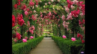 Lynn Anderson  Rose Garden Lyric Video HQ [upl. by Huntingdon]