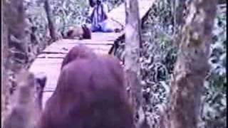 Orangutans mating in the wilds of Borneo [upl. by Ribble]