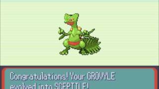 evolving grovyle in pokemon emerald [upl. by Isherwood]