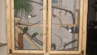 How to build a comfortable inside aviary for small parrots [upl. by Sirrad681]