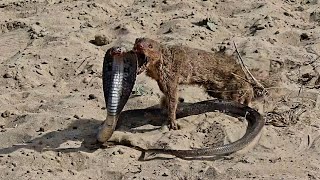 Mongoose vs Cobra SnakeUltimate Wild Fight [upl. by Natan]