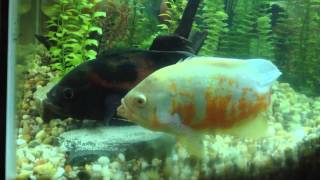 Oscar fish breeding egg laying amp fertilizing [upl. by Eboj281]