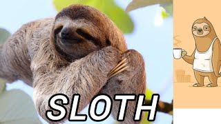 Sloth  slowest king [upl. by Gareri]