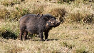 Giant Forest Hogs in Kenya [upl. by Kellby]