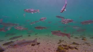 Diving at Wallowa Lake [upl. by Oecile]