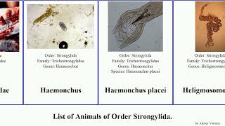 List of Animals of Order Strongylida pipiens caninum Ancylostoma Haemonchus Angiostrongylus Brian [upl. by Viquelia640]