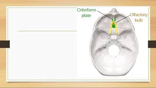 Olfactory Nerve Cranial Nerve 1 [upl. by Eseret]