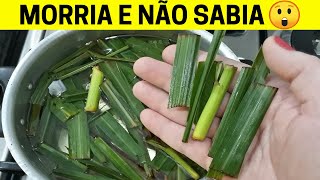 Você Tem CAPIM CIDREIRA EM CASA Conheça os Benefícios Desta FOLHA Depois Que Aprendi Faço Sempre [upl. by Brahear677]