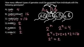 Gametes and genotypes simple formula for exam [upl. by Roger]