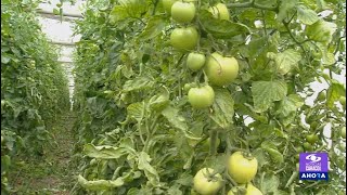 Cultivo de tomate en invernadero ¿Cuáles son sus beneficios  La Finca de Hoy [upl. by Phelips]