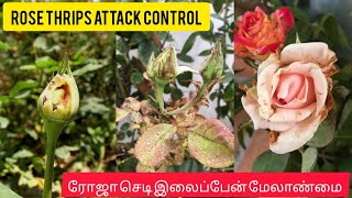 How To Control Thrips On Rose Plant   ரோஸ் திரிப்ஸ் பிரச்சினையா   ரோஸ் இலை சுருட்டல் தீர்வு 🌹🤔 [upl. by Okiram]