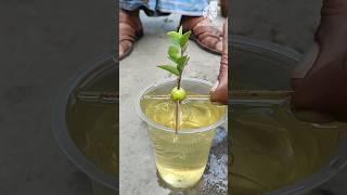 How to grow cherry tree from cherry fruitGrowing cherry tree tipsshortcherryyoutube [upl. by Cavit772]