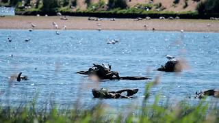 Flamingoinsel im Naturschutzgebiet Zwillbrocker Venn [upl. by Cohdwell593]