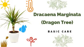 Dracaena Marginata Basic Care Madagascar dragon tree [upl. by Anen]