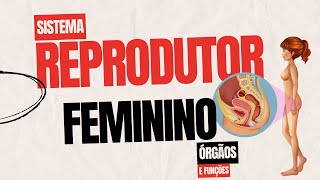 Sistema reprodutor feminino Órgãos e suas funções [upl. by Nonnarb]