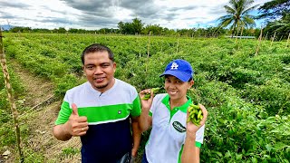 Gusto mo ba Talaga YUMAMAN sa GULAY FARMING Dapat may JACKPOT ka at Regular na KITA [upl. by Ayhay821]