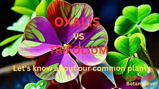 OXALIS VS TRIFOLIUM [upl. by Elda474]