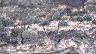 Muledeer Fighting in Rut on Vernon Unit [upl. by Assilrac282]