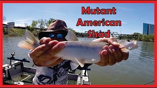 AMERICAN SHAD Fishing Report  Sacramento River [upl. by Niddala]