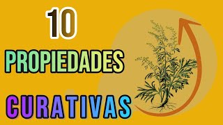 top 10 propiedades curativas de ajenjo  Compartiendo Salud [upl. by Cheung]