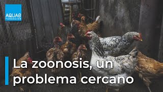 La ZOONOSIS un problema mucho más CERCANO de lo que piensas [upl. by Gottwald714]