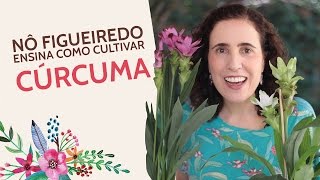 Nô Figueiredo Ensina Como Cultivar Cúrcuma Ornamental [upl. by Jobie]