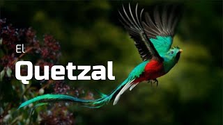 🟢TODO SOBRE EL QUETZAL [upl. by Alyahsal831]