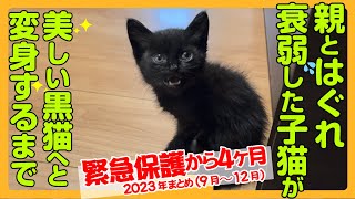 【運命の出会い】保護した黒子猫が4ヶ月でおしゃべり美少女黒猫に！120日間の軌跡をぎゅっとまとめた特別バージョン。 [upl. by Bryna]