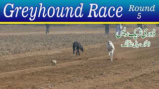 Dog Race  Dori Track Race Talgang  Round 5  31122023 dog greyhound trending viral [upl. by Egres]