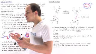 Tertiary Structure of Proteins [upl. by Mohr816]