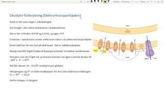 Kjemi 2 oksidativ fosforylering [upl. by Ylrebmek]