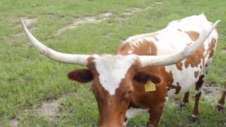 Bogle Farms Miniature Texas Longhorn amp Miniature Zebu [upl. by Ahsiekim766]