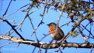 European Robin  Erithacus rubecula  אדום חזה [upl. by Anuahsed453]